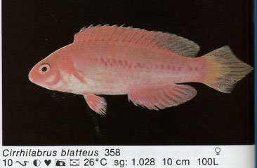 Cirrhilabrus blatteus